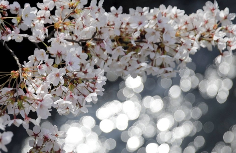 El Hanami es una tradición japonesa de admirar los cerezos en flor
