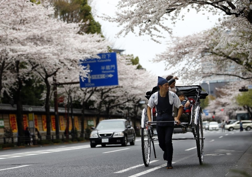 El Hanami es una tradición japonesa de admirar los cerezos en flor