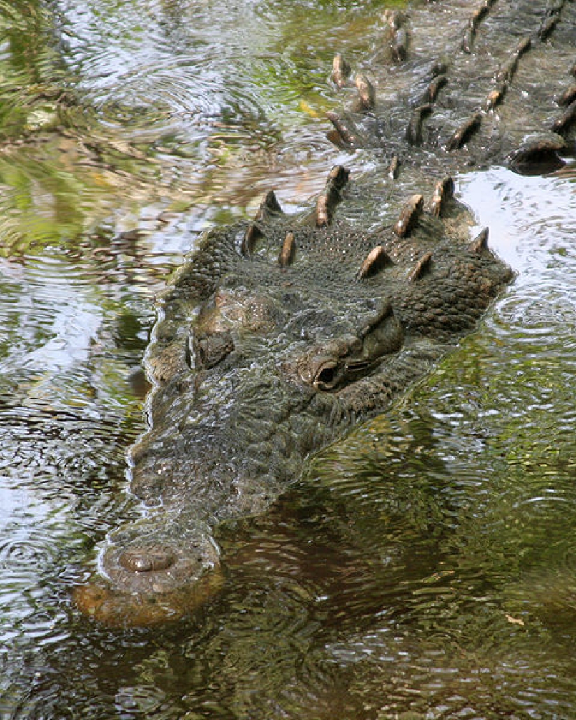 El hombre y un dinosaurio manso: qué estaría pasando ahora en el planeta si los dinosaurios no se hubieran extinguido