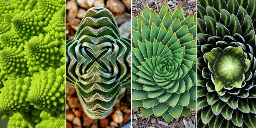 El jardín del Edén del perfeccionista: geometría vegetal