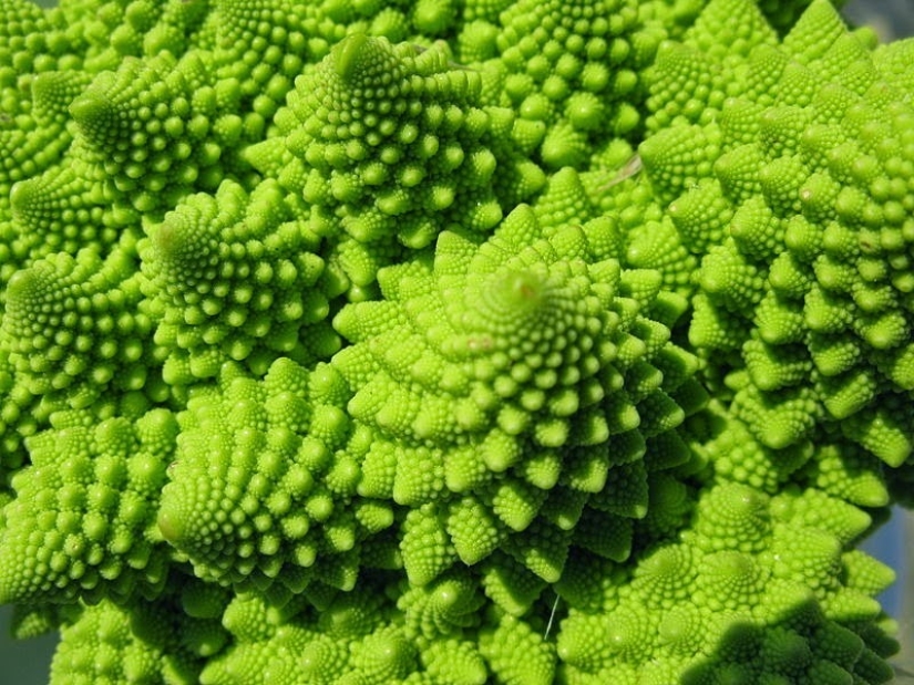 El jardín del Edén del perfeccionista: geometría vegetal
