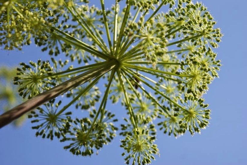 El jardín del Edén del perfeccionista: geometría vegetal