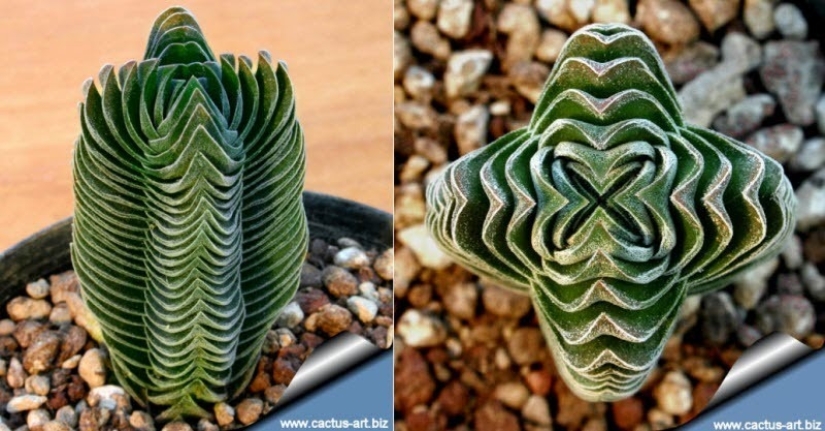 El jardín del Edén del perfeccionista: geometría vegetal