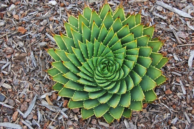El jardín del Edén del perfeccionista: geometría vegetal