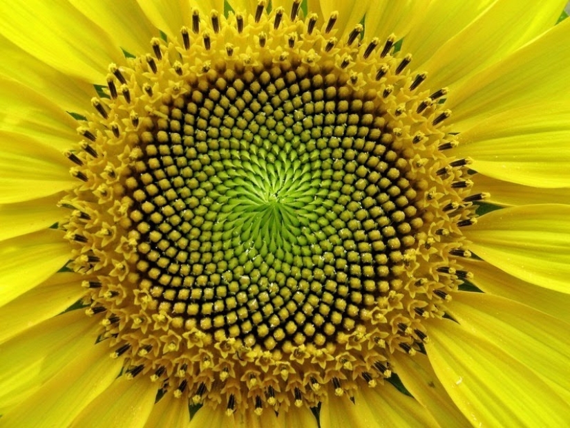 El jardín del Edén del perfeccionista: geometría vegetal