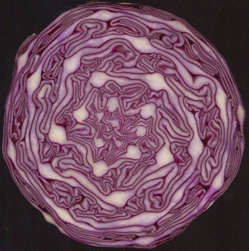 El jardín del Edén del perfeccionista: geometría vegetal