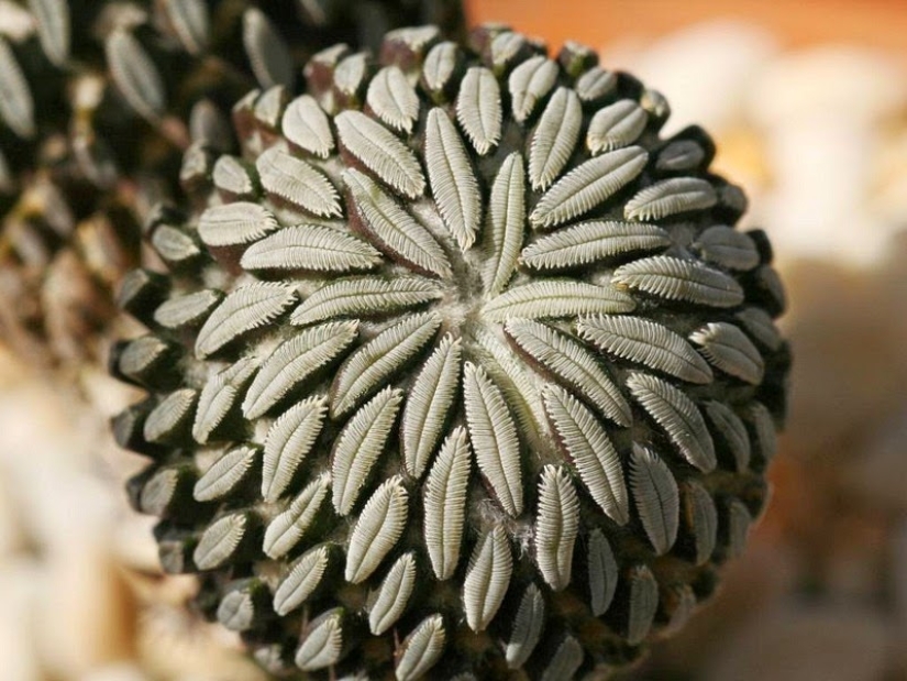El jardín del Edén del perfeccionista: geometría vegetal