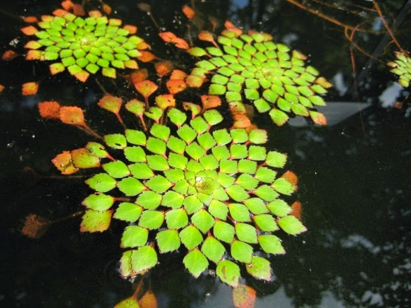 El jardín del Edén del perfeccionista: geometría vegetal