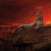El Lado Salvaje de África El Lado Salvaje de África