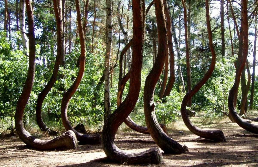 El misterio del bosque torcido: ¿Qué hacía bailar a los pinos comunes?