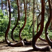 El misterio del bosque torcido: ¿Qué hacía bailar a los pinos comunes?