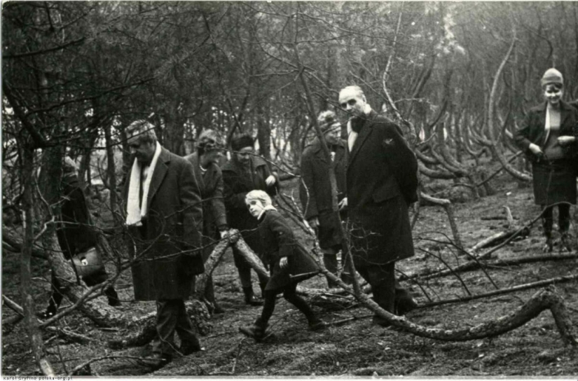 El misterio del bosque torcido: ¿Qué hacía bailar a los pinos comunes?