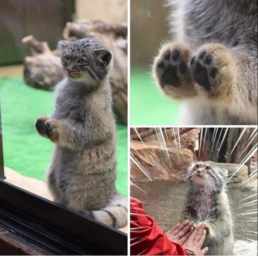 El mundo es mejor de lo que crees: 35 emocional fotos que lo prueban El mundo es mejor de lo que crees: 35 emocional fotos que lo prueban
