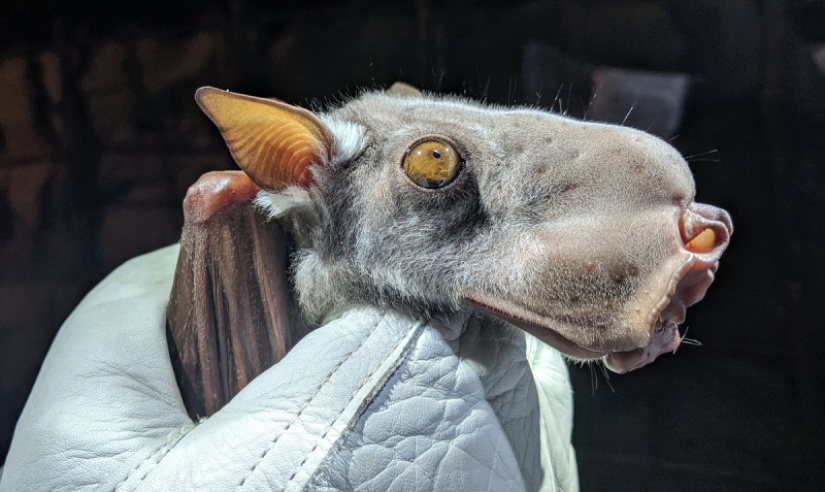 El murciélago frugívoro tiburón martillo es un extraño murciélago con cara de perro.