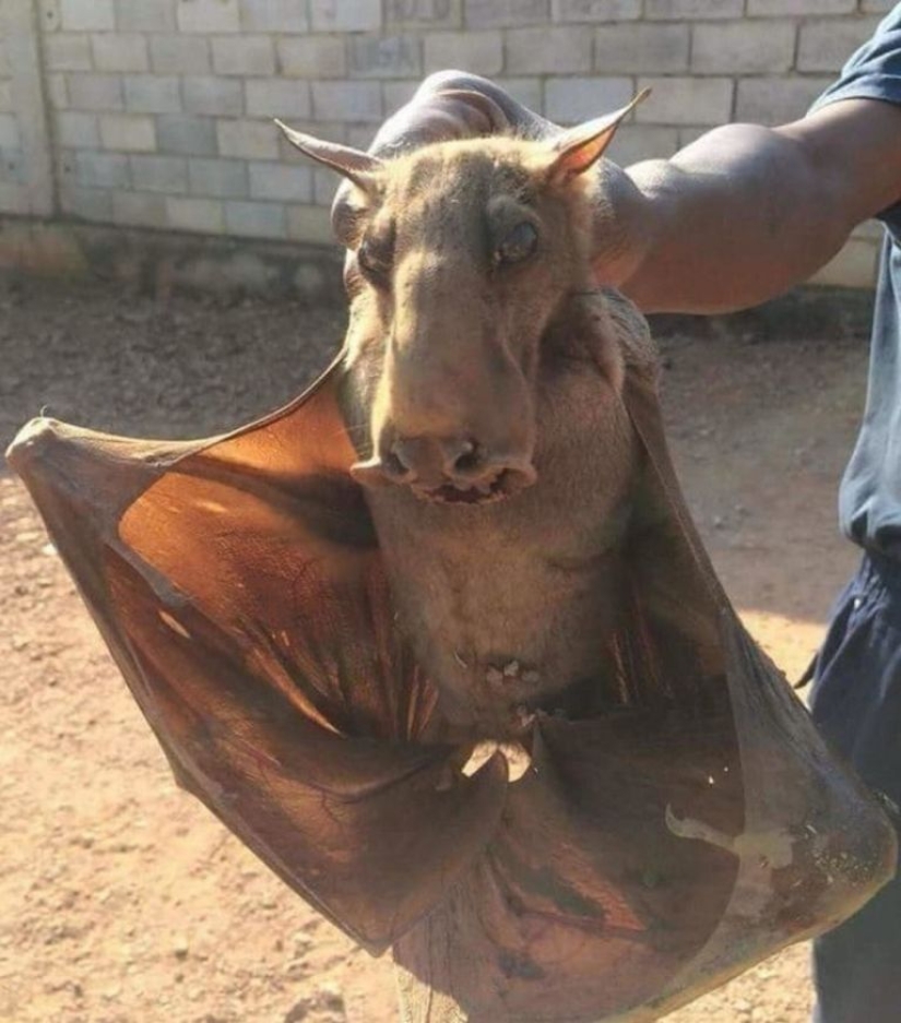 El murciélago frugívoro tiburón martillo es un extraño murciélago con cara de perro.