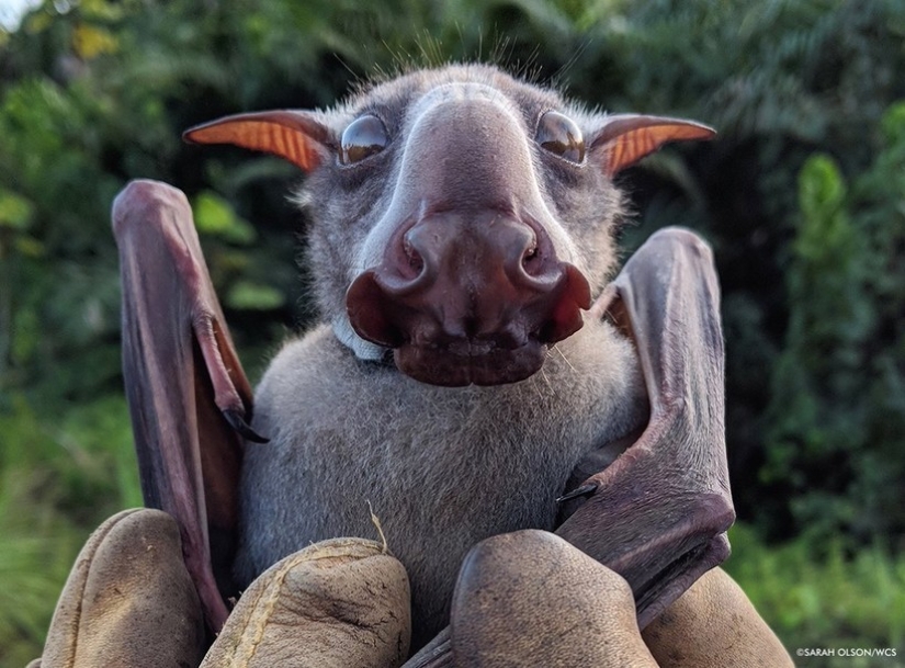 El murciélago frugívoro tiburón martillo es un extraño murciélago con cara de perro.