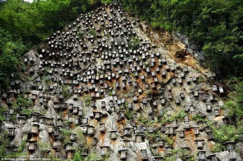 El único muro de colmenas es el único santuario de abejas silvestres en China El único muro de colmenas es el único santuario de abejas silvestres en China