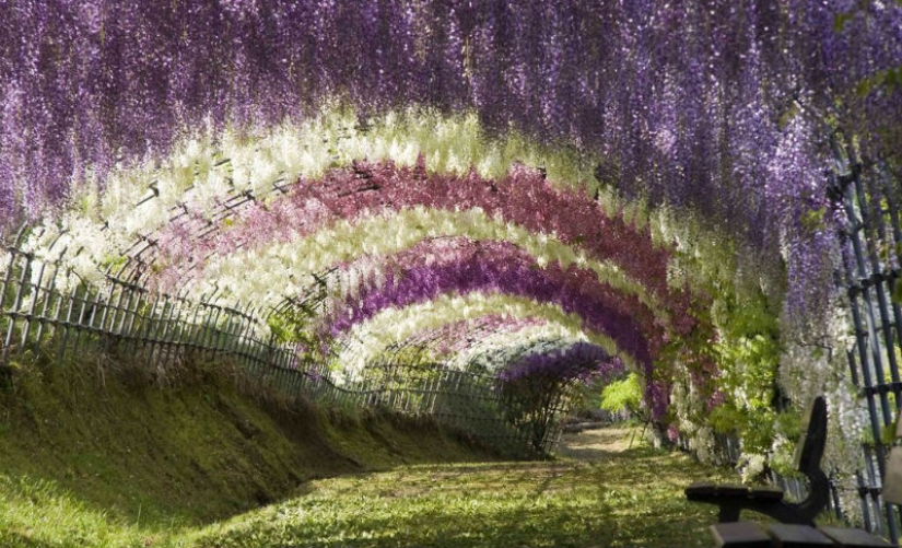 El parque de las flores Ashikaga