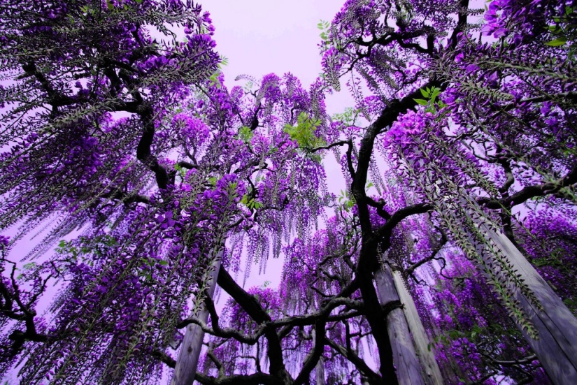 El parque de las flores Ashikaga