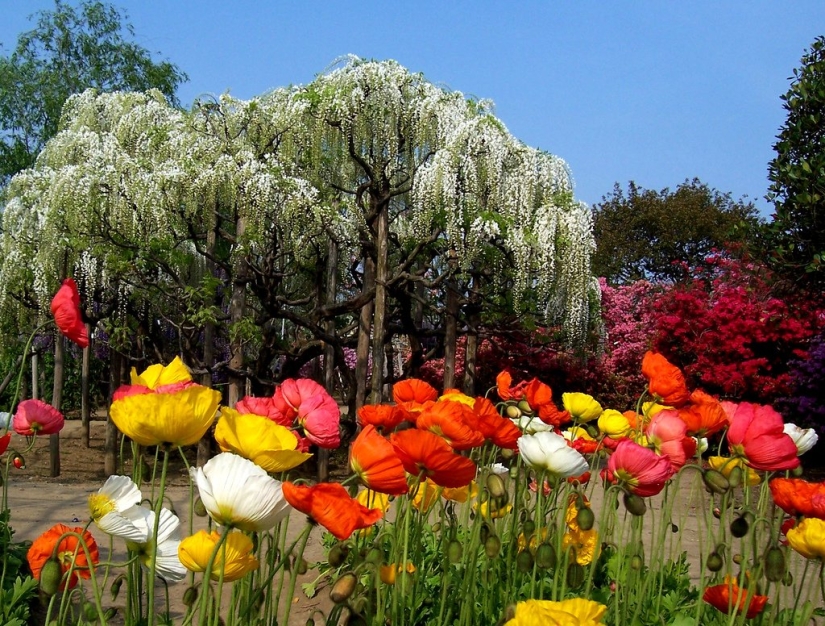 El parque de las flores Ashikaga