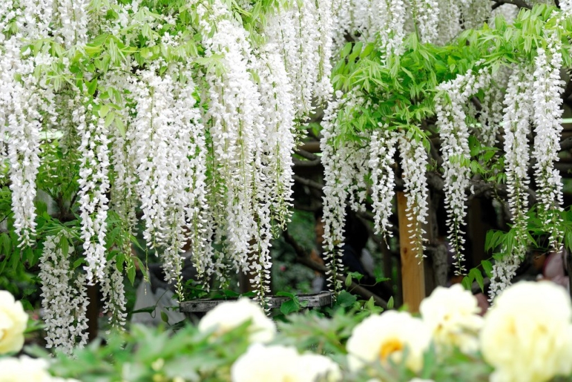 El parque de las flores Ashikaga