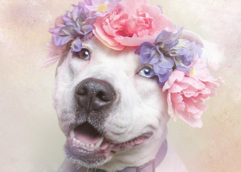 El poder de los colores: el reverso de los Pit bulls