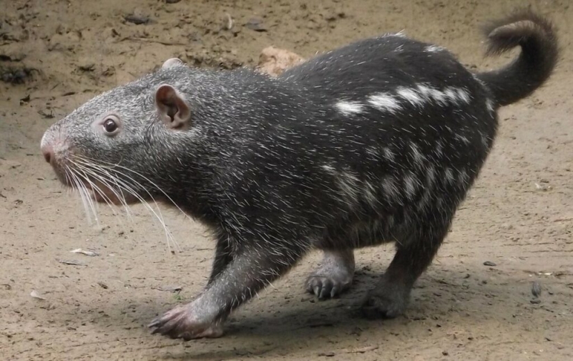 El "Ratón Terrible" de Pacarana es un animal raro y cariñoso de América del Sur. El "Ratón Terrible" de Pacarana es un animal raro y cariñoso de América del Sur.