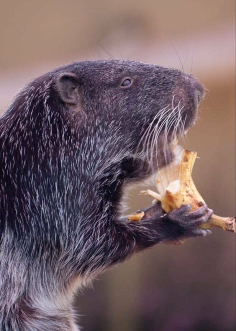 El "Ratón Terrible" de Pacarana es un animal raro y cariñoso de América del Sur. El "Ratón Terrible" de Pacarana es un animal raro y cariñoso de América del Sur.