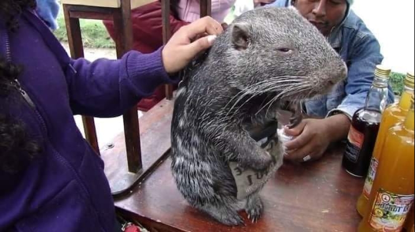 El "Ratón Terrible" de Pacarana es un animal raro y cariñoso de América del Sur. El "Ratón Terrible" de Pacarana es un animal raro y cariñoso de América del Sur.