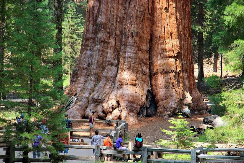 El árbol General Sherman es el organismo vivo más grande del planeta El árbol General Sherman es el organismo vivo más grande del planeta