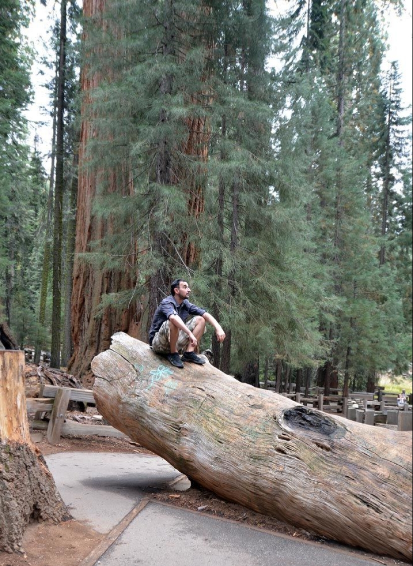 El árbol General Sherman es el organismo vivo más grande del planeta El árbol General Sherman es el organismo vivo más grande del planeta