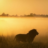 El reino animal, como aún no lo has visto: carreras, luchas y ternura El reino animal, como aún no lo has visto: carreras, luchas y ternura