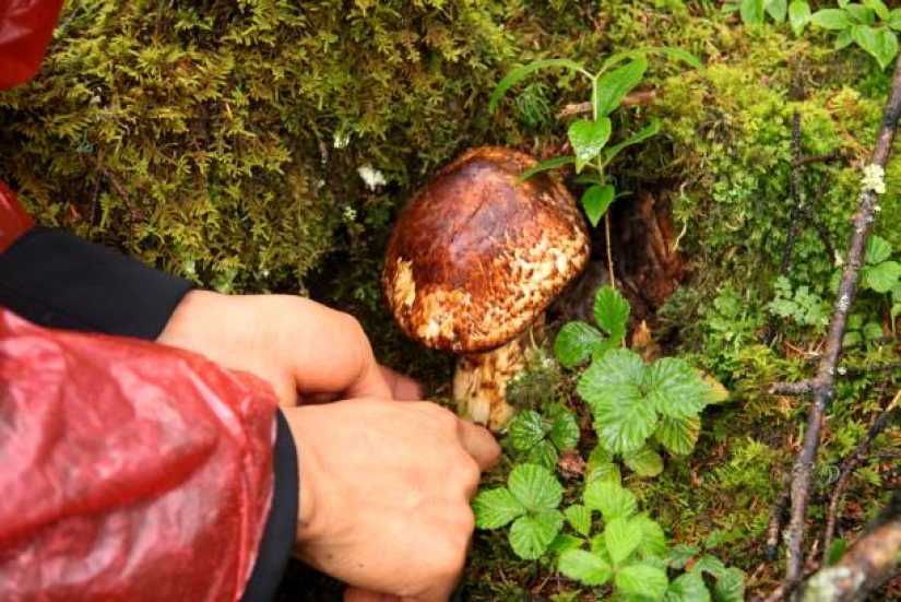 El secreto de los preciosos hongos matsutake