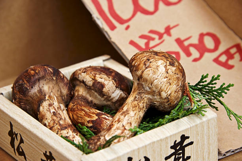 El secreto de los preciosos hongos matsutake