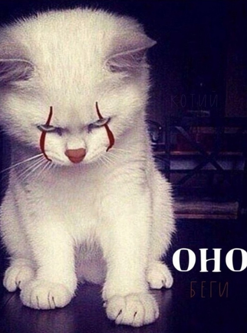 El Señor se lleva la última de las bandejas de Kus! Carteles de éxitos de taquilla con los gatos en los papeles principales El Señor se lleva la última de las bandejas de Kus! Carteles de éxitos de taquilla con los gatos en los papeles principales