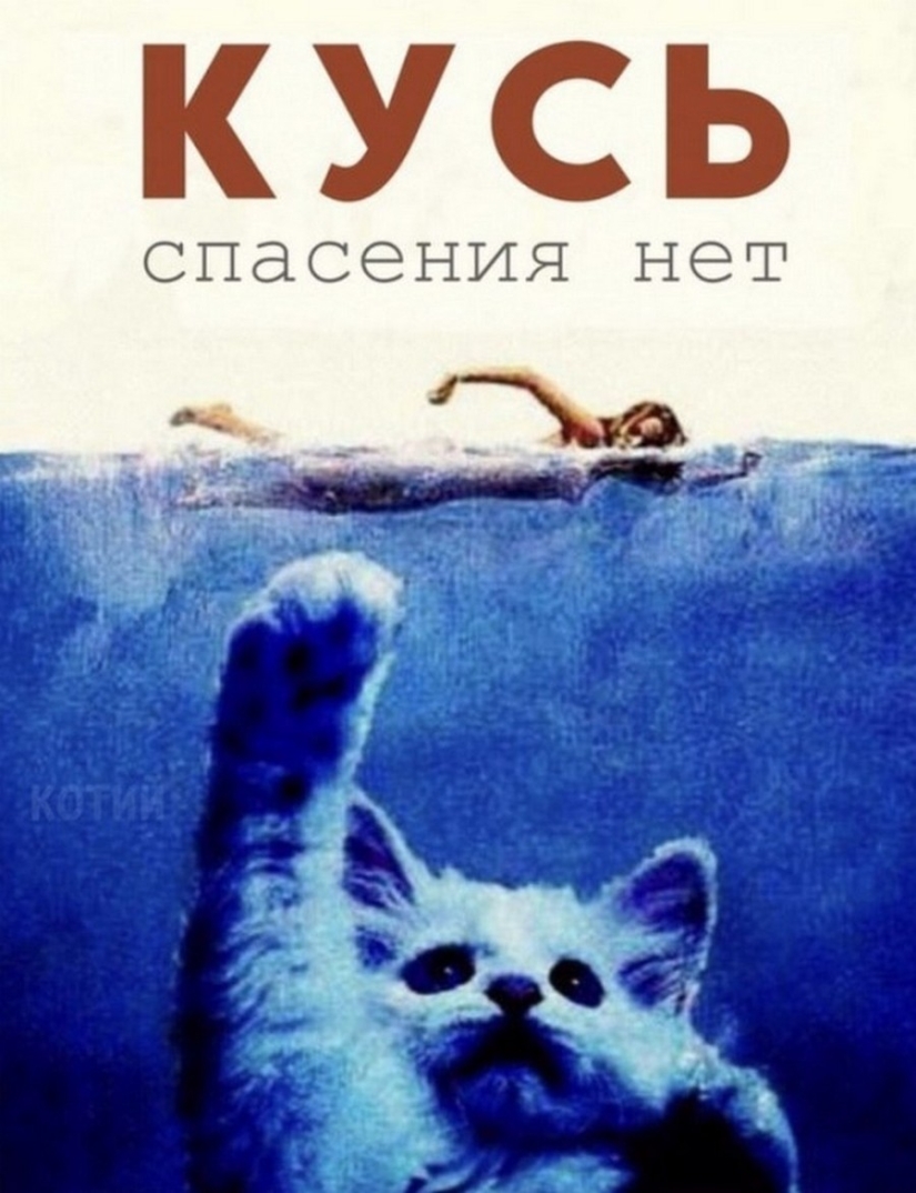 El Señor se lleva la última de las bandejas de Kus! Carteles de éxitos de taquilla con los gatos en los papeles principales El Señor se lleva la última de las bandejas de Kus! Carteles de éxitos de taquilla con los gatos en los papeles principales