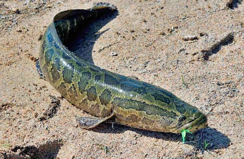 El sueño de un pescador y el horror de un ecologista: el pez cabeza de serpiente terminator captura las aguas de los Estados Unidos El sueño de un pescador y el horror de un ecologista: el pez cabeza de serpiente terminator captura las aguas de los Estados Unidos