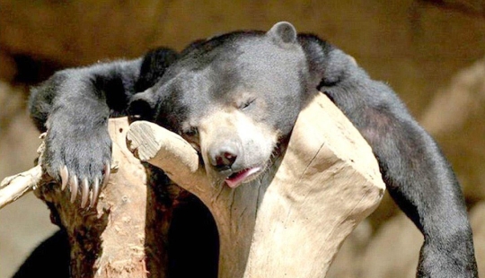 Embriaguez brutal: a cuál de nuestros hermanos menores le gusta tomar el pecho Embriaguez brutal: a cuál de nuestros hermanos menores le gusta tomar el pecho