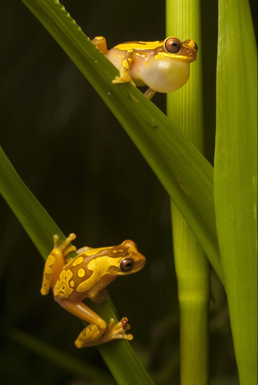 En busca de la Rana Perdida: Las especies más raras de ranas increíbles en fotos fantásticas