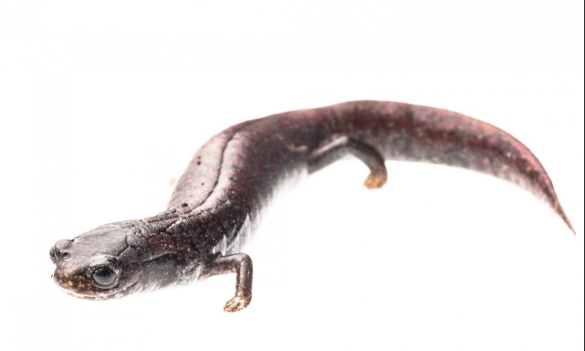 En busca de la Rana Perdida: Las especies más raras de ranas increíbles en fotos fantásticas