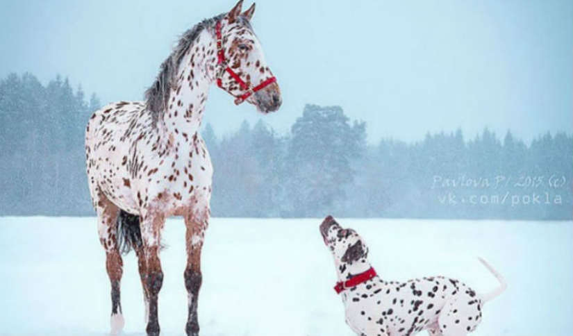 En el mundo de los animales: hermanos de diferentes mamás En el mundo de los animales: hermanos de diferentes mamás