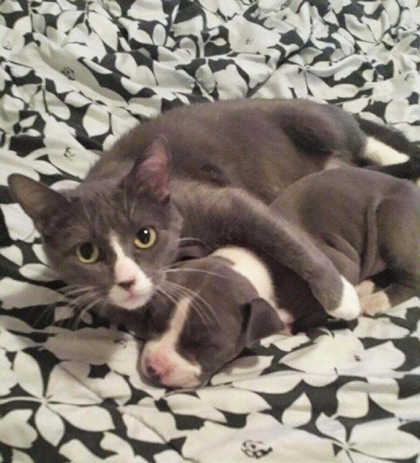 En el mundo de los animales: hermanos de diferentes mamás En el mundo de los animales: hermanos de diferentes mamás