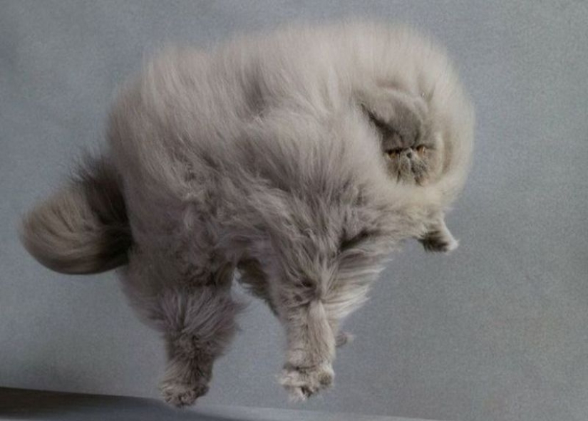 En este post, el hogar de la más suave y esponjosa de los gatos en el mundo