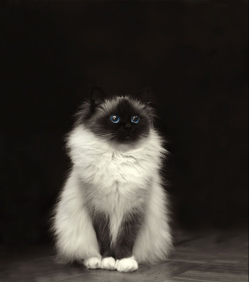 En este post, el hogar de la más suave y esponjosa de los gatos en el mundo