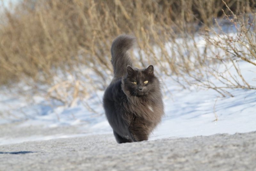 En este post, el hogar de la más suave y esponjosa de los gatos en el mundo