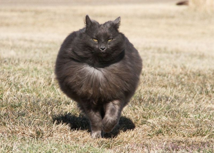 En este post, el hogar de la más suave y esponjosa de los gatos en el mundo