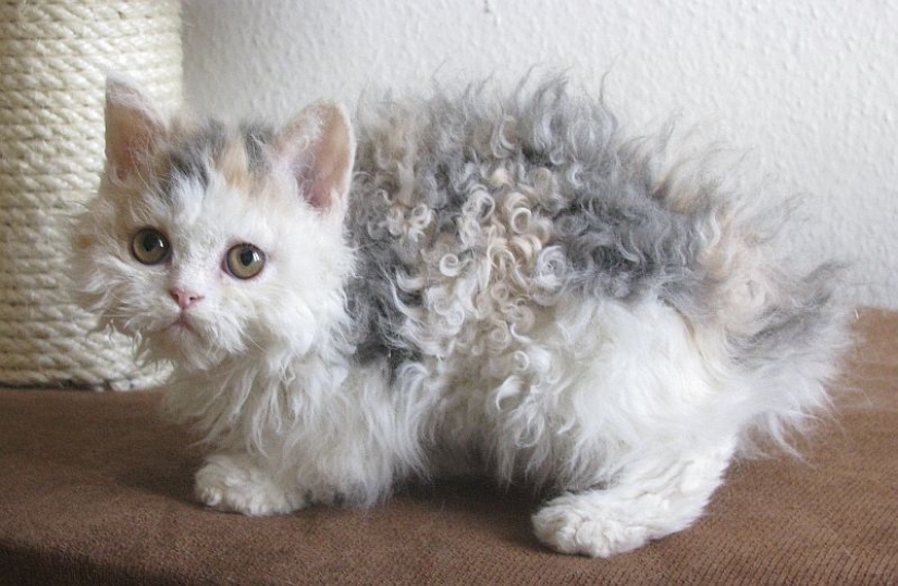 En este post, el hogar de la más suave y esponjosa de los gatos en el mundo