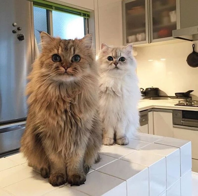 En este post, el hogar de la más suave y esponjosa de los gatos en el mundo