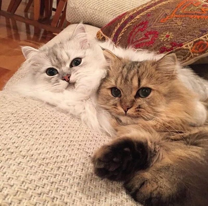 En este post, el hogar de la más suave y esponjosa de los gatos en el mundo