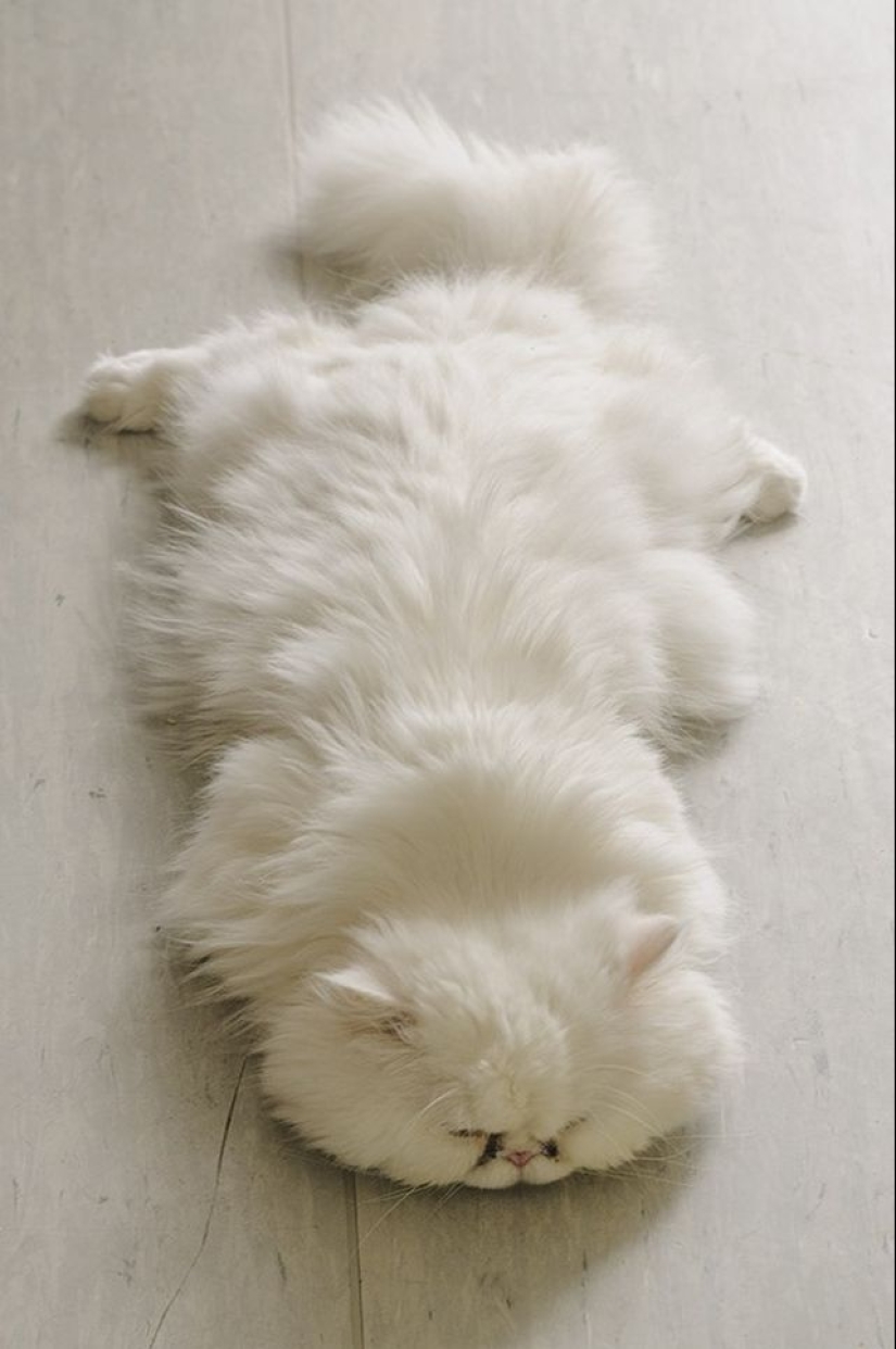 En este post, el hogar de la más suave y esponjosa de los gatos en el mundo